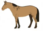 gateado horse
