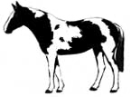 Tobiano horse