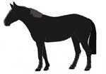 Oscuro, black horse