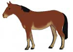 Pangare horse