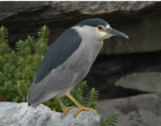 Quawk BLACK-CROWNED- NIGHT HERON Nycticorax nycticorax cyanocephalus,