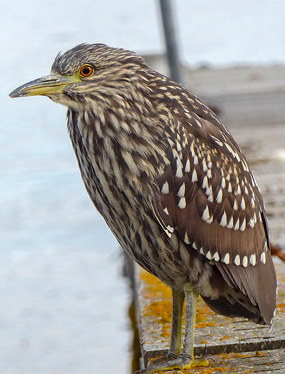 Quawk BLACK-CROWNED- NIGHT HERON Nycticorax nycticorax cyanocephalus,