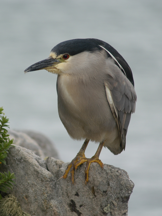 Quawk BLACK-CROWNED- NIGHT HERON Nycticorax nycticorax cyanocephalus,