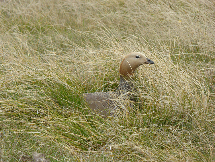 White Grass Cortaderia pilosa , Flora, Falkland Islands