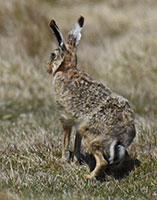 HARES AND RABBITS Falkland Islands