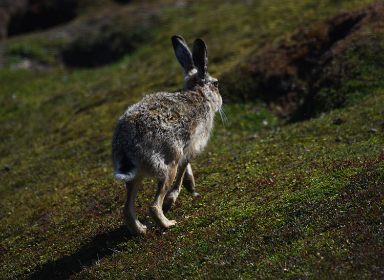 European Rabbit Hare HARES AND RABBITS Falkland Islands