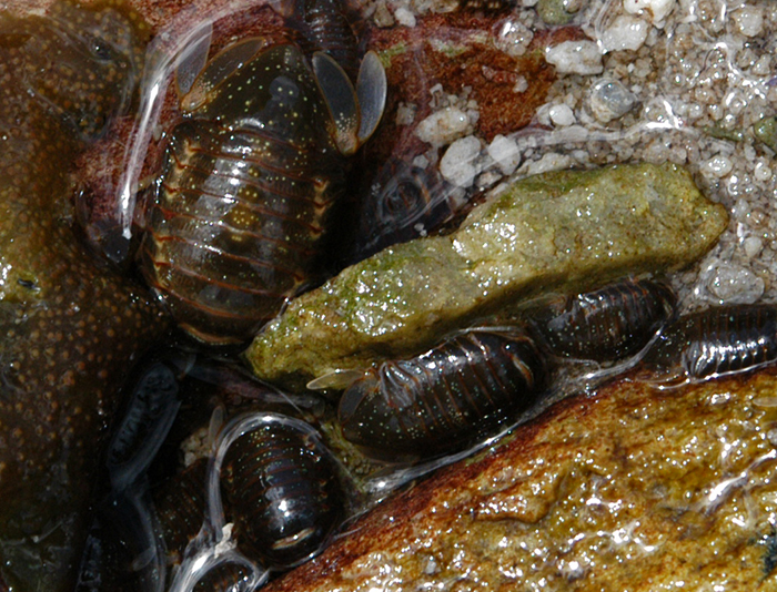 MARINE INVERTEBRATES, CrustaceaSOUTH ATLANTIC,Falkland Islands